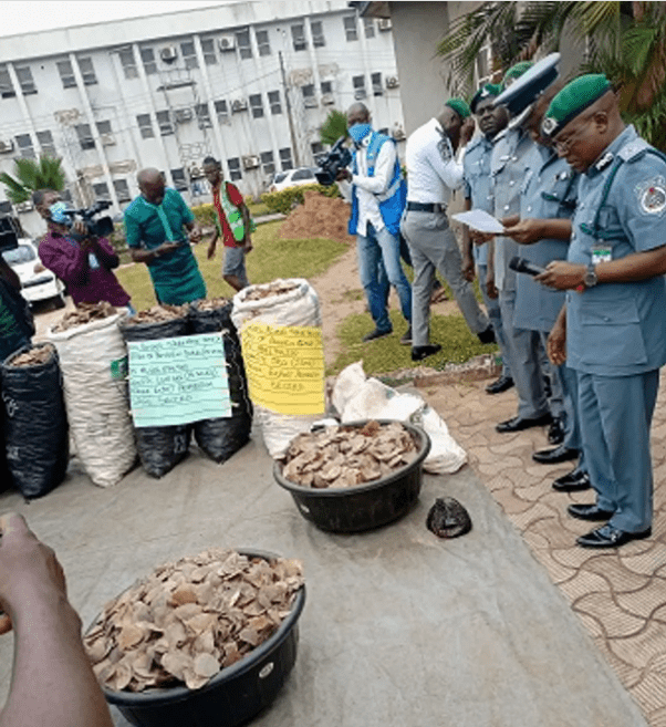 Customs seize N1.73bn pangolin scale, claws in Lagos