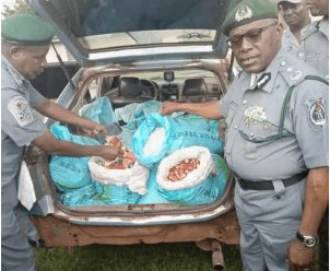 Customs intercepts live ammunition, drugs in Oyo, Ogun
