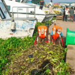 LASWA tackles hyacinth on Lagos waterways