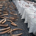 Customs intercept pangolin scales, elephant tusks worth N3.1bn in Lagos 