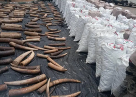 Customs intercept pangolin scales, elephant tusks worth N3.1bn in Lagos 