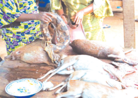 Monkeypox: FG suspends importation of wild animals