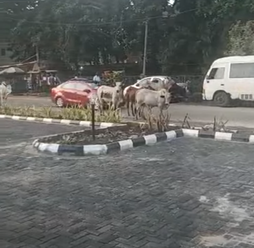 VIDEO: Outrage as cows roam freely on Apapa port access road 