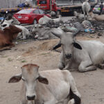 PHOTOS: Outrage as cows roam freely on Apapa port access roads