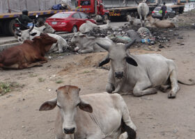 What do you think about cows roaming freely on Apapa port access roads?