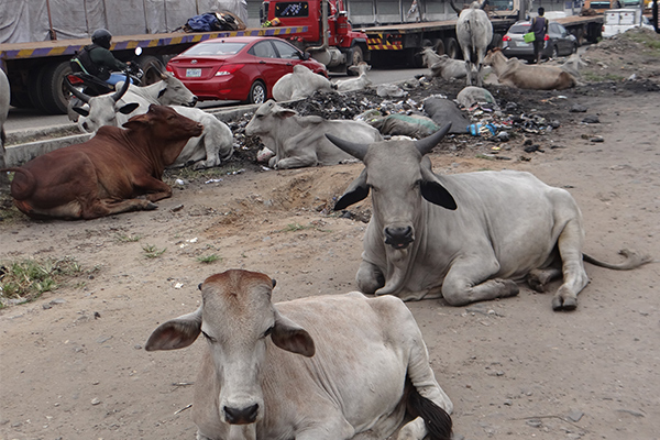 Outrage as cows roam freely on Apapa port access roads