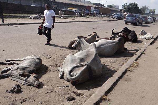 Outrage as cows roam freely on Apapa port access roads