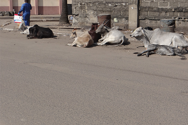 Outrage as cows roam freely on Apapa port access roads