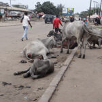 After Ships & Ports report, LASG removes cows from port access roads