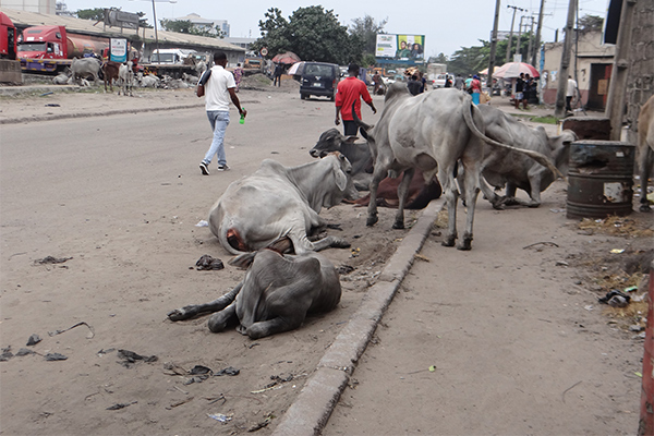 Outrage as cows roam freely on Apapa port access roads