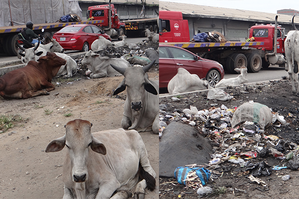 PHOTOS: Outrage as cows roam freely on Apapa port access roads