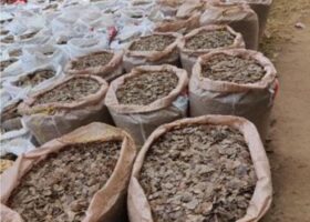 Customs seizes pangolin scales, arrests 3 Vietnamese, others