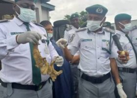 Customs seizes 7,000 pieces of donkey genitals at Lagos airport