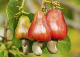 Nigeria earns $450m annually from cashew exports