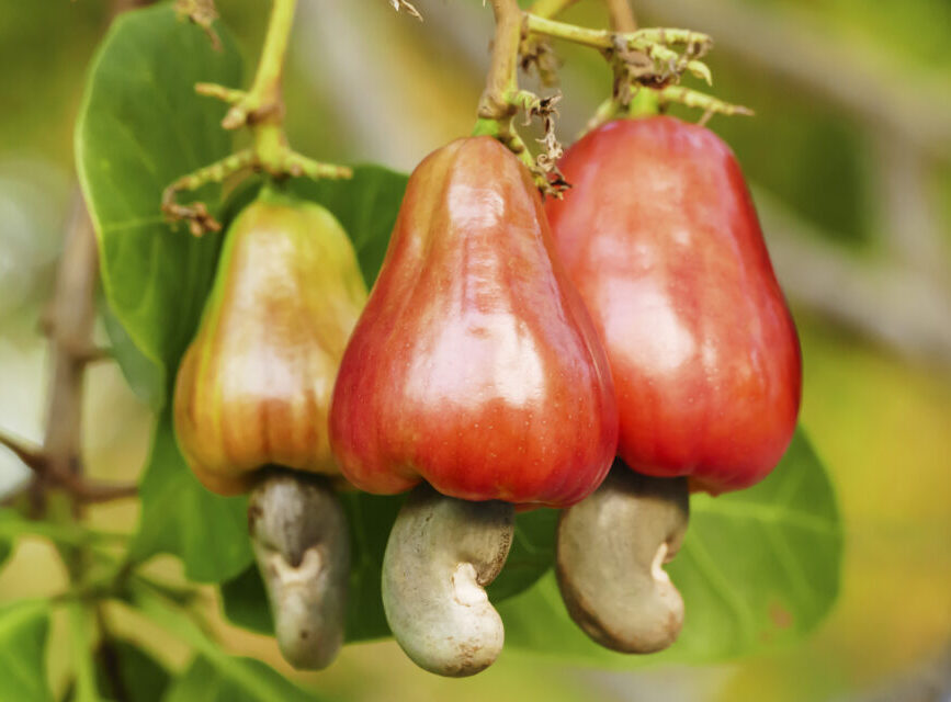 Nigeria earns $450m annually from cashew exports