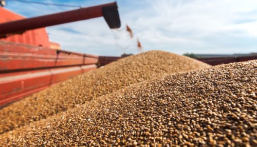 Hunger looms as Russia backs out of grain deal with Ukraine