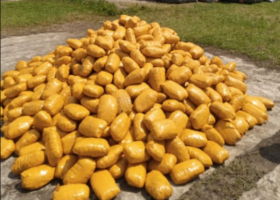 Customs intercept cannabis worth N516m in Lagos