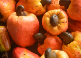 Nigeria exported $252m worth of raw cashew in 2022 — NEPC