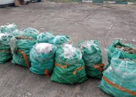 Customs seize N1.23bn donkey genitals, shark fins at Lagos airport