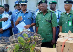 Customs intercept live parrots, hawk worth N6m