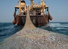Gambia, Angola, China, four others fingered for illegal fishing activities 