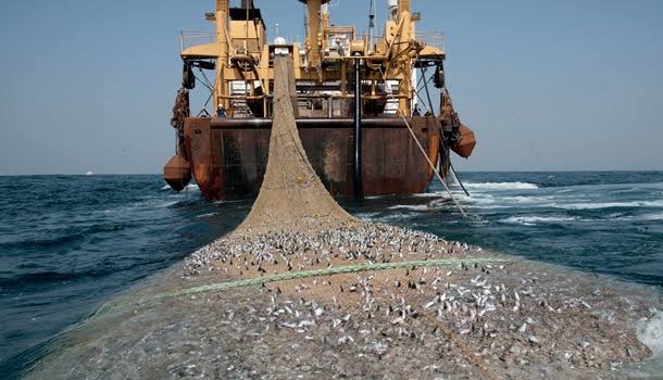 Gambia, Angola, China, four others fingered for illegal fishing activities 