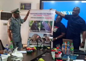 Customs intercepts 20,000kg of endangered species, convicts 12
