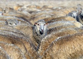 Ship carrying 16,000 sheep, cattle stranded off Australia