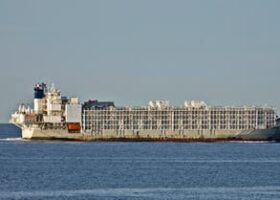 Australia stops ship carrying livestock from sailing around Africa