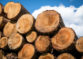 Tropical wood exports gaining momentum in Nigeria, says TWEAN