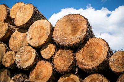 Tropical wood exports gaining momentum in Nigeria, says TWEAN
