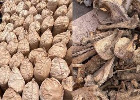 Customs arrests shipper, supplier of illegal wildlife to Vietnam