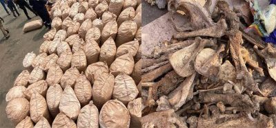 Customs arrests shipper, supplier of illegal wildlife to Vietnam