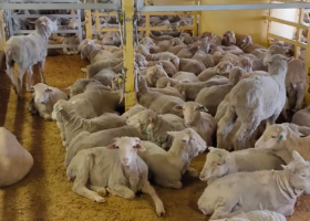 Australia to ban live sheep exports by sea in 2028
