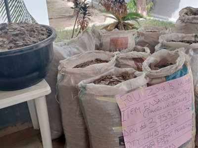 Customs seize N3.995bn pangolin scales in Kebbi