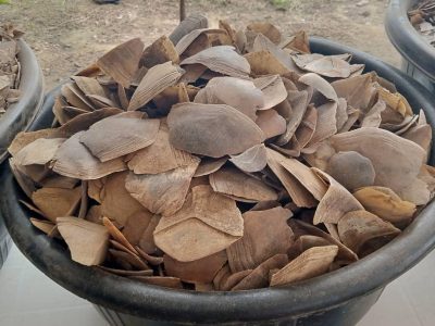 Customs seize N3.995bn pangolin scales in Kebbi
