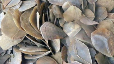 Customs seize N3.995bn pangolin scales in Kebbi