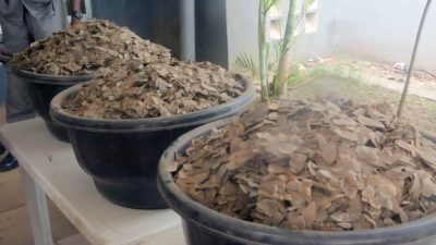 Customs seize N3.995bn pangolin scales in Kebbi