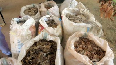 Customs seize N3.995bn pangolin scales in Kebbi