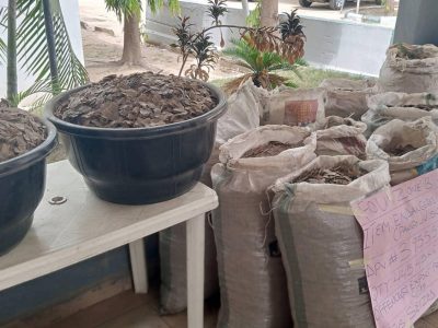 Customs seize N3.995bn pangolin scales in Kebbi