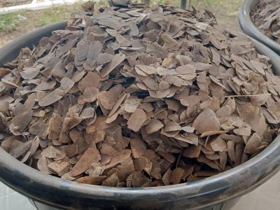 Customs seize N3.995bn pangolin scales in Kebbi