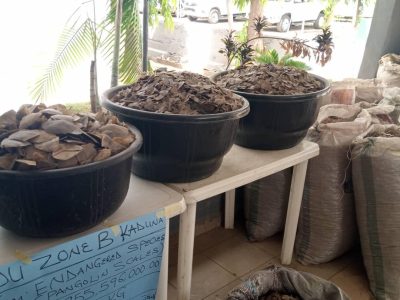 Customs seize N3.995bn pangolin scales in Kebbi