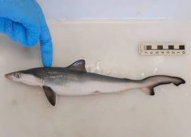 Sharks Test Positive For Cocaine off Brazil