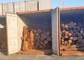 Nigeria Customs Service Intercepts $296,000 Worth of Smuggled Timber at Apapa Port