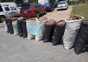 Nigeria Customs Service, WJC Seize 2,179kg of Pangolin Scales in Major Wildlife Trafficking Crackdown