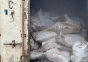 Customs Intercepts Container of Donkey Genitals in Major Wildlife Trafficking Bust