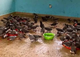 Nigeria Customs Service Intercepts African Grey Parrots, Illicit Drugs, Others
