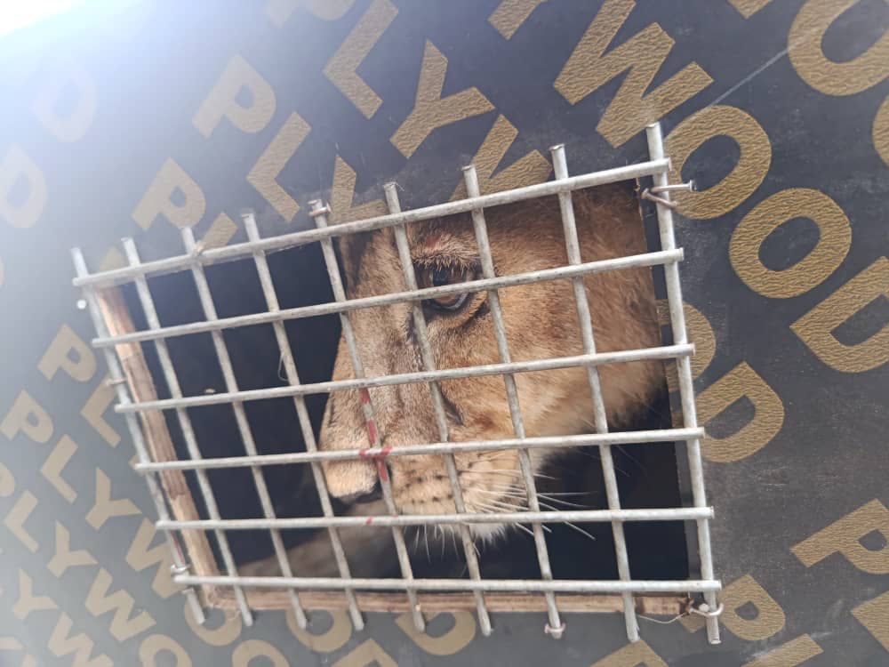 Customs Intercepts Lion Cub, Patas Monkeys in Wildlife Trafficking Attempt at Seme Border