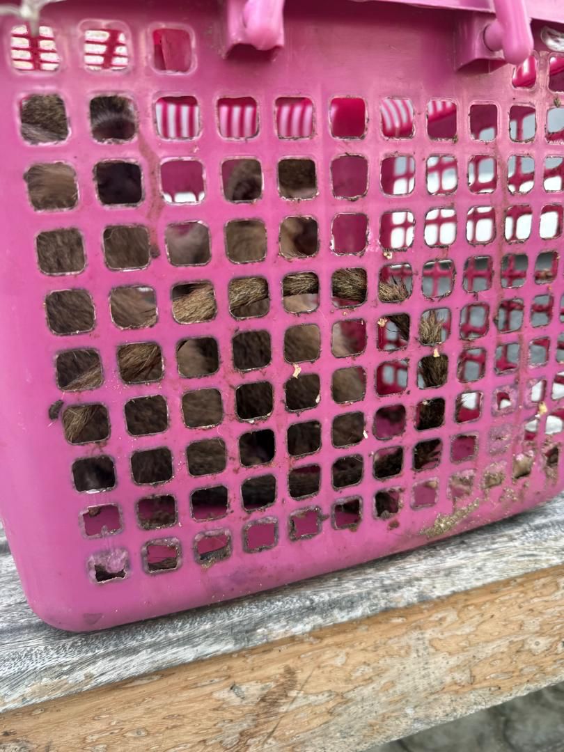 Customs Intercepts Lion Cub, Patas Monkeys in Wildlife Trafficking Attempt at Seme Border