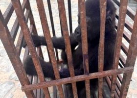 Customs Busts Wildlife Trafficking Ring